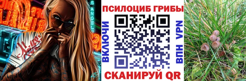 Псилоцибиновые грибы Psilocybe  Железногорск 
